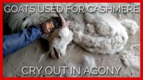 Goats Used for Cashmere Cry Out in Agony