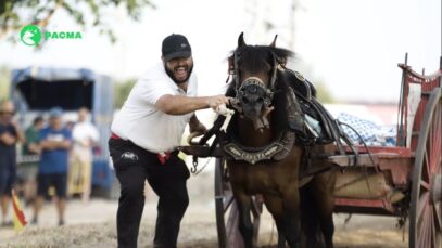 Grabamos golpes y gritos en el tiro y arrastre de Albal (Valencia)