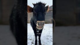 Happy Winter Solstice from all the rescued residents at Woodstock Sanctuary❤️❄️