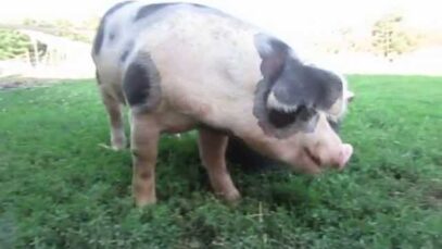 Isaac the Pig Cools His Feet & Scratches His Neck