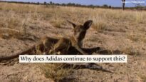 Kangaroos are being slaughtered to make Adidas shoes.