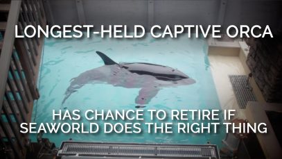 Longest-Held Captive Orca Has Chance to Retire—But Only if SeaWorld Does the Right Thing