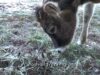 Maribeth the Calf’s Winter Adventure