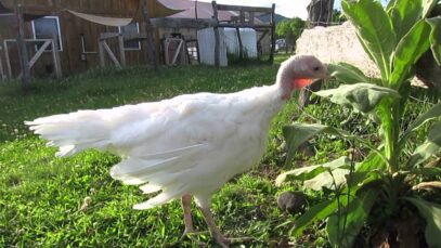 Marley the Peep Explores Points Unknown