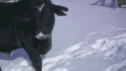 Mike Jr. the Steer Eats Snow