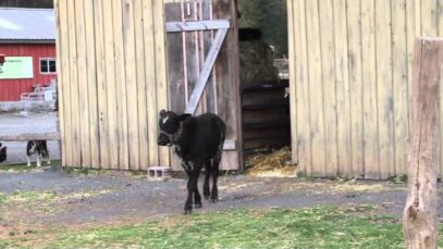 Mike the calf explores outside at Woodstock Sanctuary