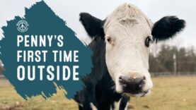 NEW RESCUE: Penny the cow goes outside for the first time!