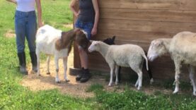 Newly rescued lambs Tammy and Jolene meet the rest of the herd