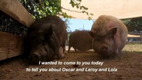 Potbelly Pigs Rescued From A Severe Neglect Case