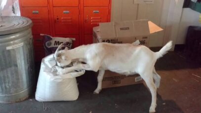 Prince went for lunch and had a really hard time opening his bag of sunflower seeds.