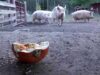 Pumpkins vs Pigs