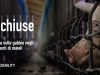 Rinchiuse: la vita in gabbia nell’industria della carne