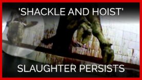 ‘Shackle and Hoist’ Slaughter Persists Despite Promise