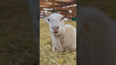 Some rescued sheep asmr to brighten your day❤️ #animals