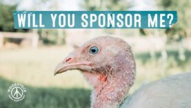 Sponsor a Turkey This Season!