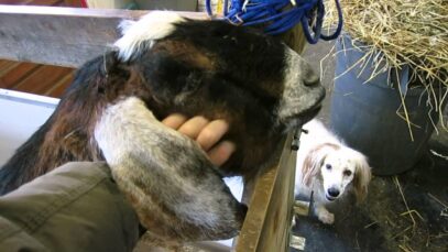 Star the Goat Soaks Up Attention