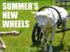 Summer the Sheep’s New Wheelchair (Music: Undersea Poem)