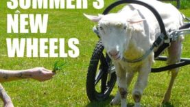 Summer the Sheep’s New Wheelchair (Music: Undersea Poem)