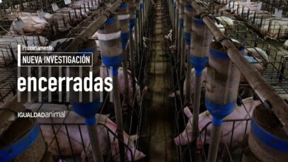 TEASER 3 | ENCERRADAS: Una investigación sobre las jaulas de la industria porcina española