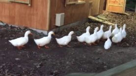 The Lucky Ducklings move into their new coop