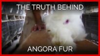 The Truth Behind Angora Fur
