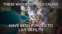 These Water Buffalo Calves Have Been Forced to Live in Filth
