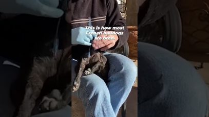 This is How French Bulldogs are Forcibly Impregnated
