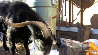 Walter Doesn’t Need Thumbs