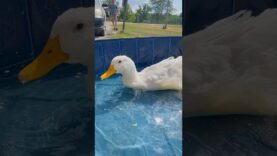 Water therapy time with Kiwi, Kanga, and Charlotte is always a special time❤️ #ducks #rescueanimals
