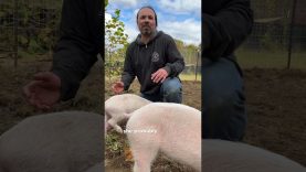 We visited Woodstock Farm Sanctuary to celebrate the spooky season!