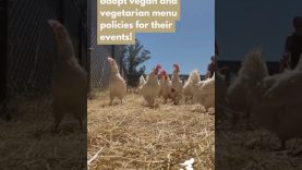 What is Food for Thought? #animalwelfare #animals #grant #funding #vegan #rescue #shelter