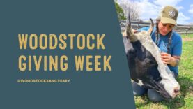 Woodstock Giving Week | Support Rescued Animals