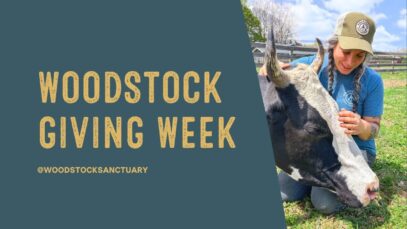 Woodstock Giving Week | Support Rescued Animals