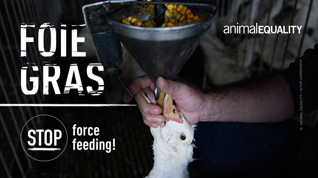 Animal Equality: Shocking Cruelty of Foie Gras Farms in France