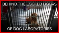 Behind the Locked Doors of Dog Laboratories in the U.S. and France