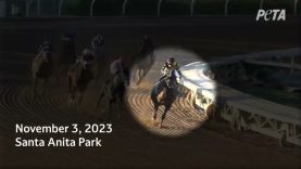 Bus Buzz Injury at Breeders’ Cup 2023