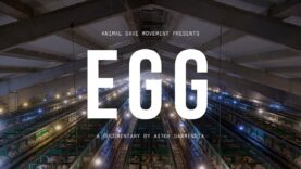 Egg | The Life of Hens Exploited in Cages (Documentary)