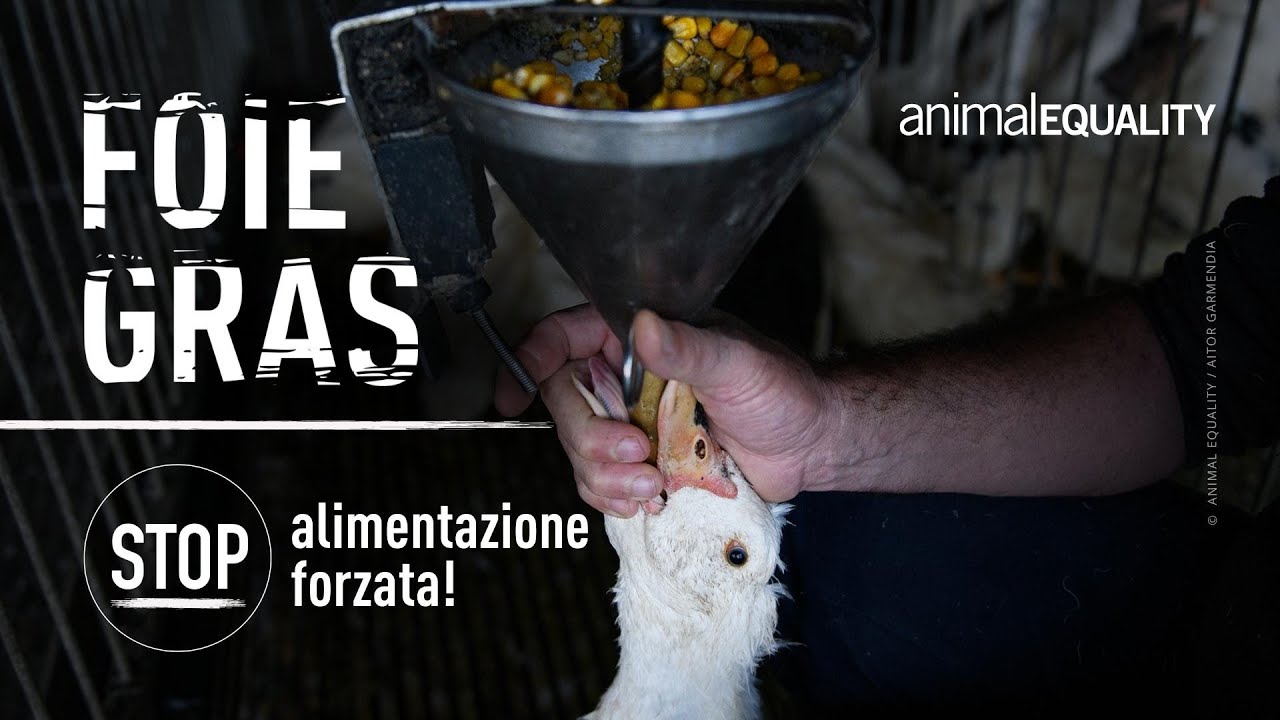 Foie gras: questa è l’alimentazione forzata per la sua produzione