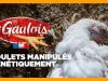 LE GAULOIS : POULETS MANIPULÉS GÉNÉTIQUEMENT