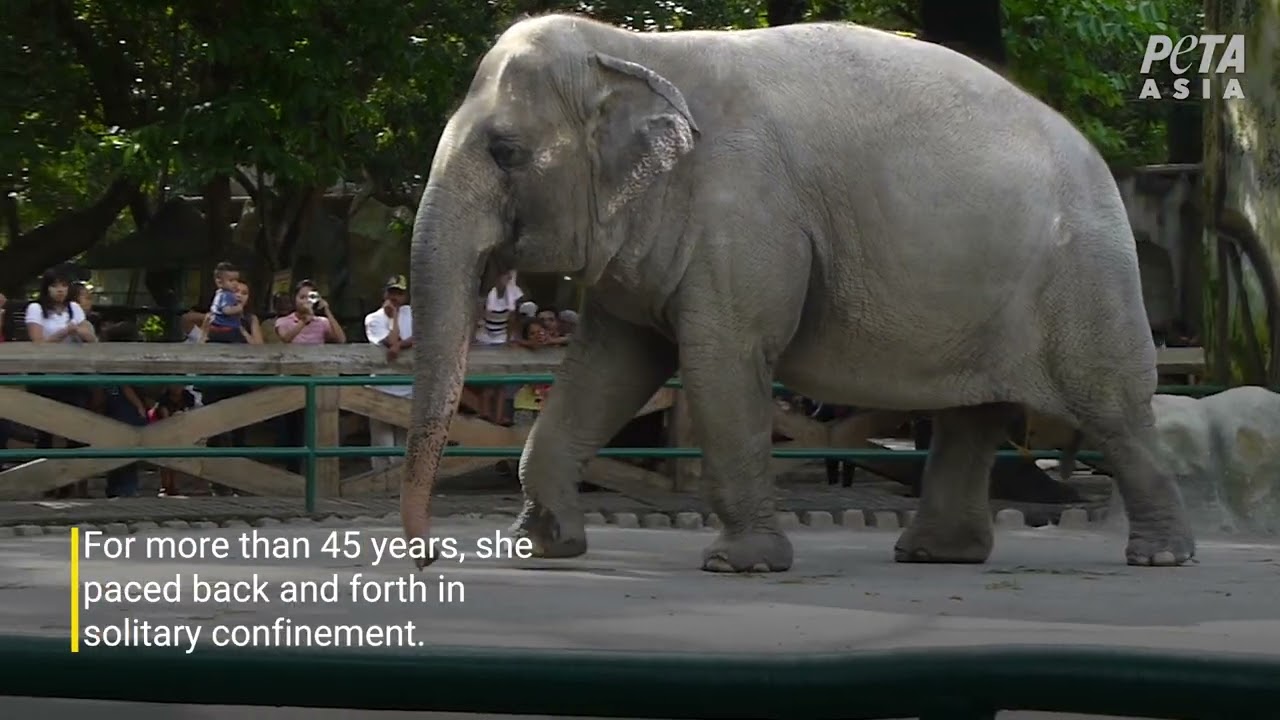 Rest in Peace, Mali the Elephant