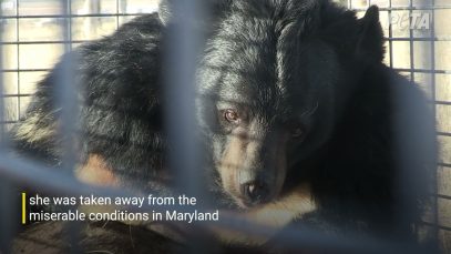 See Lily the Bear’s Big Transformation