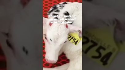 The Horror of the Dairy Industry