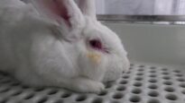 Toxicity testing on animals at Vivotecnia, Spain