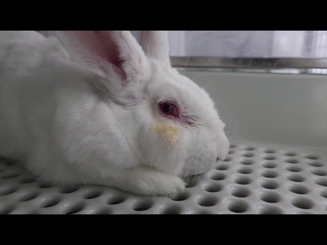 Toxicity testing on animals at Vivotecnia, Spain | Laverabestia.org