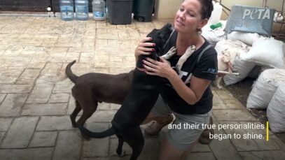 Two Dogs’ Story to a Better Life