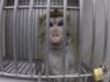 Unlawful dog and monkey suffering uncovered at Laboratory of Pharmacology and Toxicology (LPT)