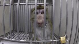 Unlawful dog and monkey suffering uncovered at Laboratory of Pharmacology and Toxicology (LPT)