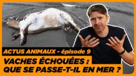 Actus animales : Vaches échouées | Foie gras et alternatives | Les blacks Mambas | Échappée belle