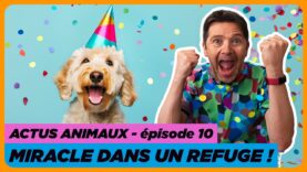 Actus ANIMAUX : TOP 5 des bonnes nouvelles pour terminer 2023 !