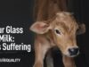 Animal Equality Exposes: The Origin of Your Milk